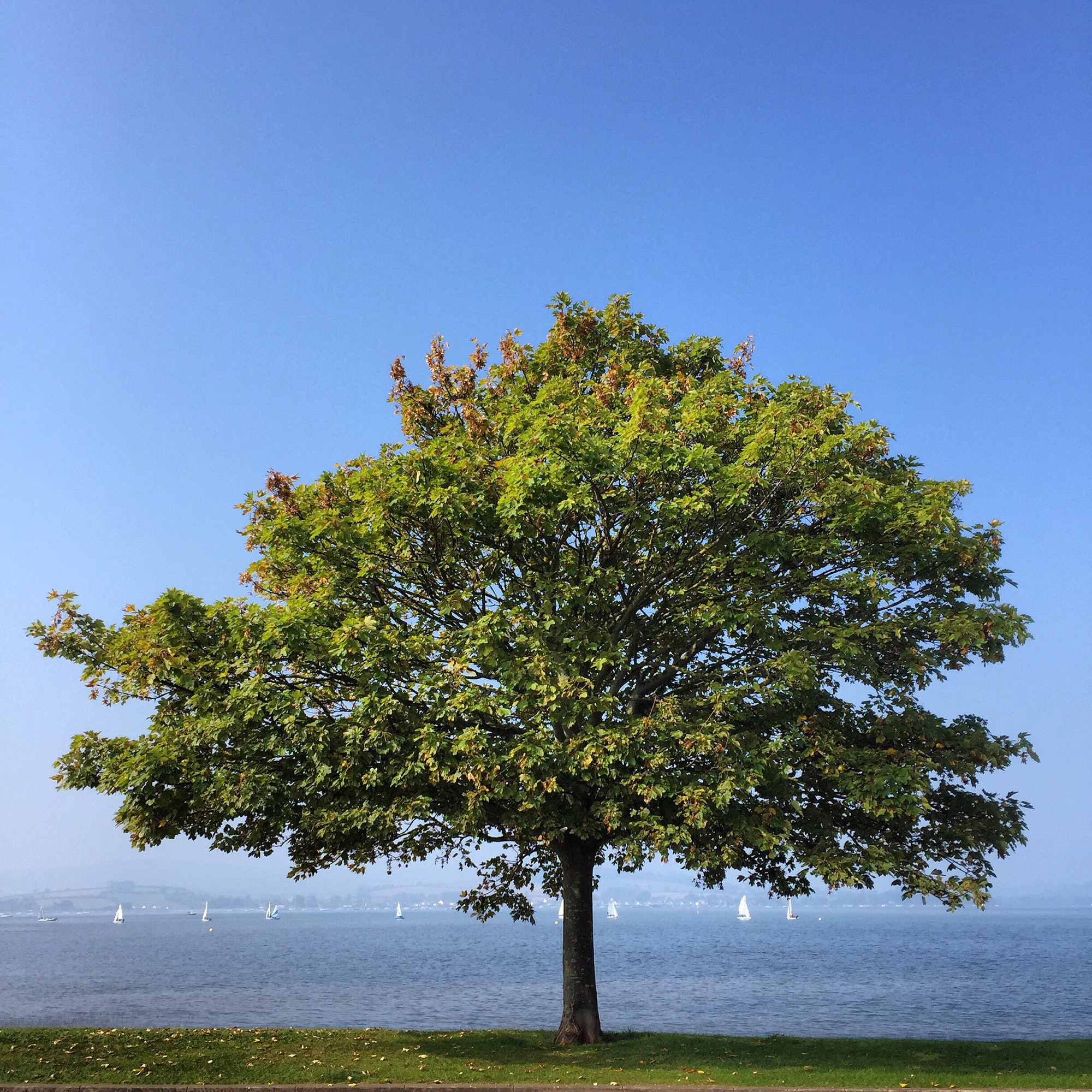 Tree By The Sea